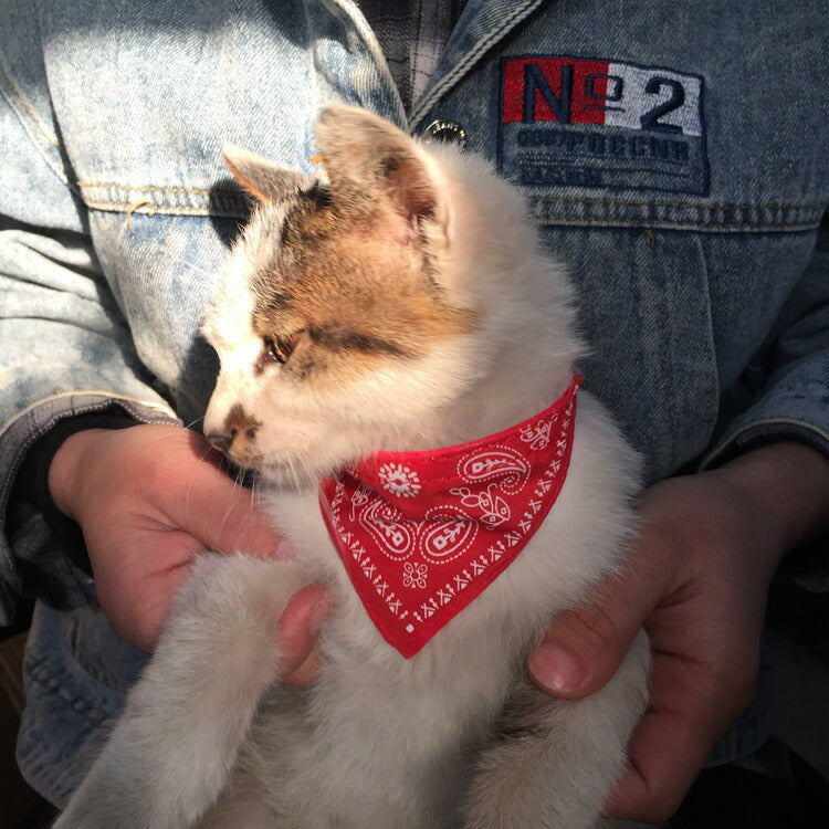 Coleira Com Bandana Poliéster Para Pet ™